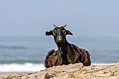 Goat on Rocky Outcrop at Seaside