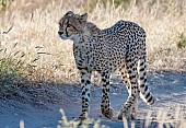 Cheetah Walking along Roadway