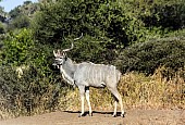 Kudu