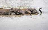 Elephant Pair Swimming