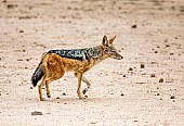 Black-backed Jackal