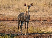 Kudu Female