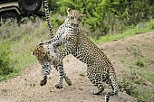 Leopards Practising Hunting Skills