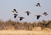Egyptian Geese in Flight