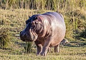 Hippo on River Bank