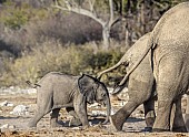 Elephant Baby Catching Up