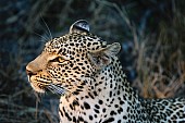 Leopard Close-up