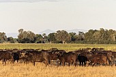 African Buffalo