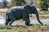 Muddy Elephant Moving to Dry Land