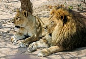 Lion Pair Lying Together