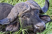 Buffalo Bull Close-up