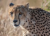 Cheetah Female,  Head and Neck