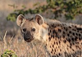 Spotted Hyena Close-up