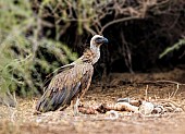 White-backed Vulture