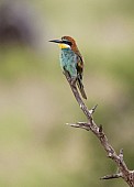 European Bee-eater