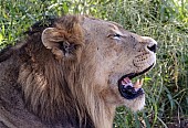 Lion Male Dozing