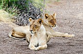 Lioness Pair