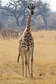 Giraffe Front-on View