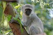 Vervet Monkey