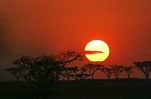 Acacia Trees with Red Sky in Background