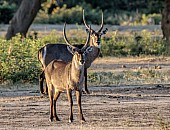 Waterbuck Males