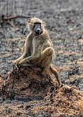 Chacma Baboon