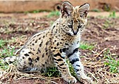 Serval Kitten Looking Down