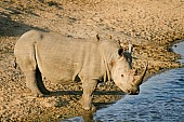 White or Square-Lipped Rhinoceros