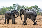 Elephant Pair Squaring Up