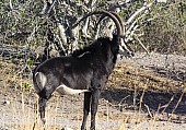 Sable Antelope Bull