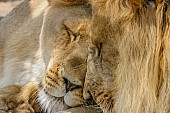 Lion Pair Nuzzling Affectionately