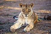 Lioness Lying, Front-on View