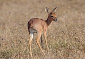 Male Steenbok