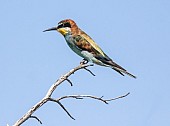 European Bee-eater