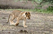 Lion Cub Walking Across Open Ground