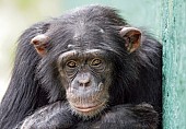 Captive Chimpanzee