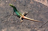 Colourful Lizard on Rock