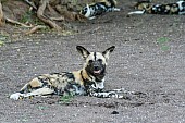 Wild Dog Relaxing