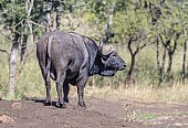 Buffalo Bull