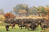 Buffalo Herd