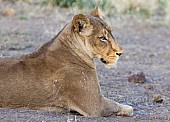 Lioness Side-on