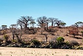 Baobab Tree Reference Image