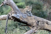 Leopard on Tree Stump