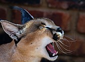 Caracal Yawning