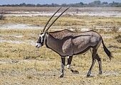 Gemsbok Male in Grassland