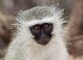 Vervet monkey wildlife reference photo