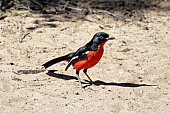 Crimson-breasted Shrike