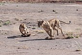 Lioness Teaching Youngster to Hunt