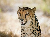 King Cheetah Portrait