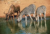 Zebra Pair with Wildebeest at Waterhole